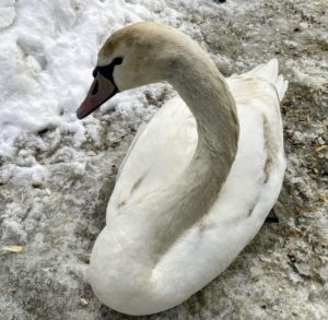 In mid February, this young Mute Swan found its way to my farm. This one is still young, but when full grown, the Mute Swan is 50 to 60 inches in length with a wingspan of about 82 to 94 inches. It is completely white and has a long, graceful neck. Immature Mute Swans have paler, dusky-pinkish bills while adult Mute Swans have bright orange bills. Unfortunately, this youngster was also wounded.