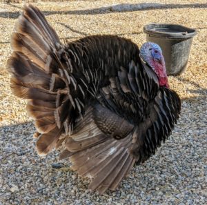 This is one of three turkeys in my coop. I have two Broad Breasted Bronze turkeys and one wild tom which also found its way to my farm.
