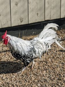 This is a handsome Silver Spangled Hamburg rooster. Silver Spangled Hamburgs are considered small chickens. Their feathers are silvery white. Hamburgs with the Silver Spangled pattern have also been called "Moonies" and "Crescents" due to their unique plumage.