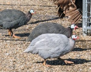 These are Guinea fowl. Guineas are Galliformes, a group encompassing all chicken-like birds. But while chickens are members of the pheasant family, turkeys and guineas each have a family of their own. They are native to Africa, and known for traveling in large, gregarious flocks. There are seven species of guinea fowl, of which the "helmeted pearl" is by far the most common with its oddly shaped helmet, white, featherless face, bright red wattles, and gray polka-dotted feathers.