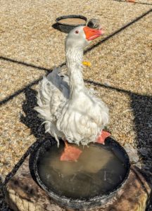 And, as many of you know, I have 17 geese. Here is a Sebastopol wading in the water dish.