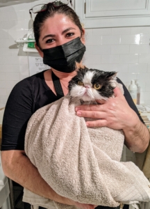 After her bath, Tang is wrapped in a large terry towel for drying. Here she is with Enma. Be sure to dry in an area free from drafts. Tang is very affectionate, and loves being swaddled, held, and petted.