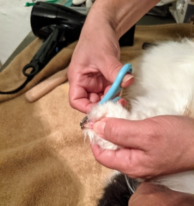 After brushing and drying are complete, Enma checks to see if any of Tang's nails need trimming. Pet nails grow quickly, so it is important to check them often and trim whenever needed. And only cut the white part of the nail – never the pink part, which is called the quick – this is where the nerve and blood vessels are located.