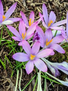Crocus flowers bloom in a variety of bright colors including pink, purple, lavender, blue, orange, yellow, cream and white - with narrow, grass-like foliage.
