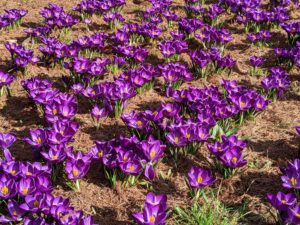 This crocus patch is growing beneath some bald cypress trees across from my Blog Studio. I love the deep purple color. It's a big favorite of everyone here at the farm.