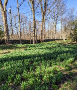 Along one side of my farm is my long daffodil border. Thousands and thousands of daffodils are planted here. The original daffodil border was begun in 2003. It now stretches all the way down from my Summer House, past the stable, and ending at the Japanese maple grove.