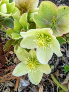 The hellebores are looking so pretty this year. Hellebores come in a variety of colors and have rose-like blossoms. It is common to plant them on slopes or in raised beds in order to see their flowers, which tend to nod.