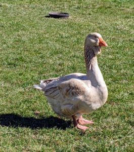 This buff-brown goose is a Toulouse. On this breed, the bill is stout, the head large and broad, and the moderately long neck is thick and nearly straight. Often suspended from the lower bill and upper neck is a heavy, folded dewlap that increases in size and fullness with age. The body is long, broad and deep, ending in a well-spread tail that points up slightly.