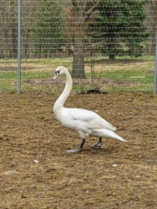 This swan needed medical care. Its right foot was badly impaired, so earlier this week, I called a wildlife rescue to come pick up the swan, so it could hopefully be rehabilitated. Do you know... a male swan is called a "cob", the female swan is called a "pen," and their chicks are known as "cygnets"?