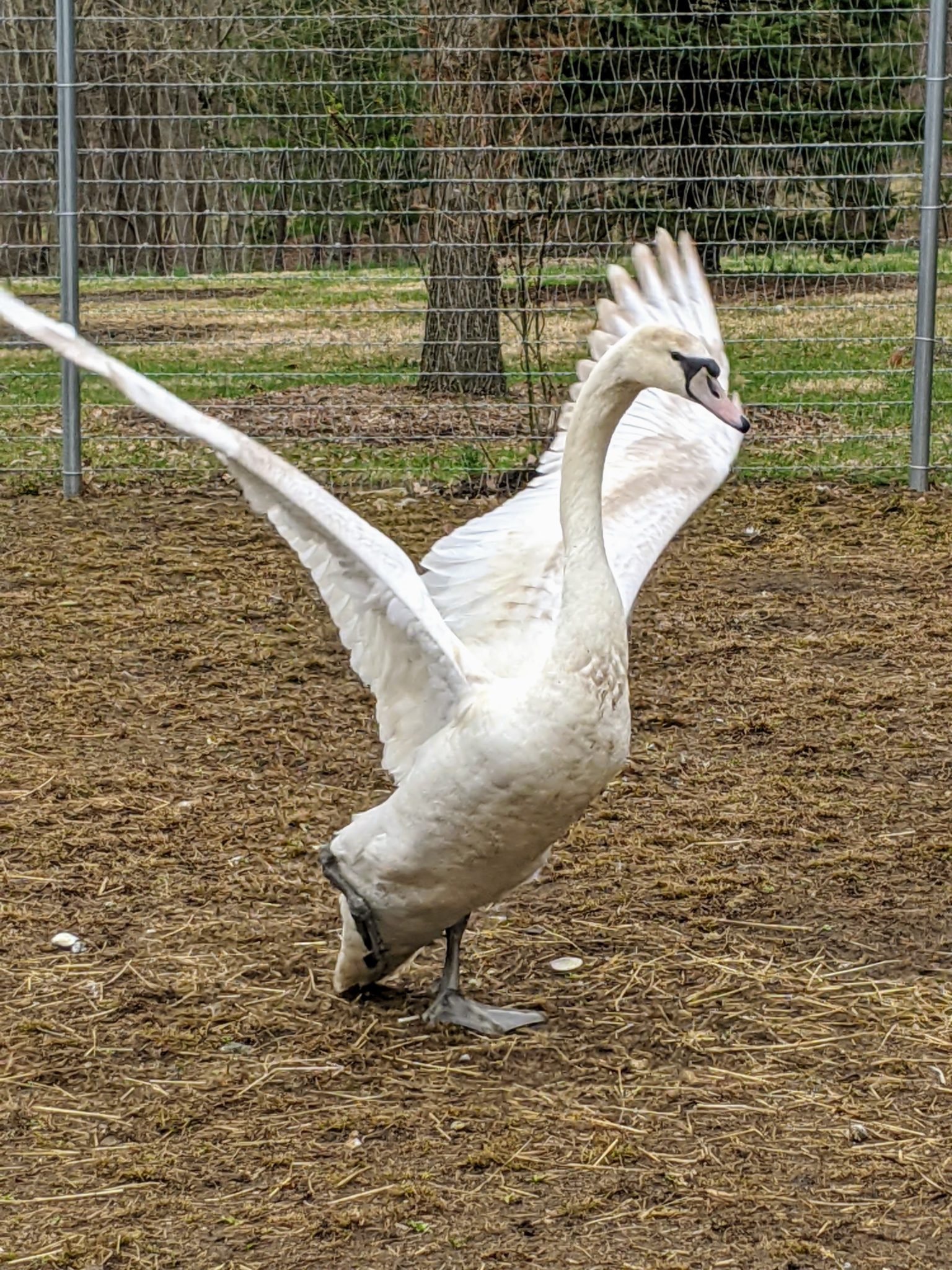 Helping a Wounded Mute Swan The Martha Stewart Blog