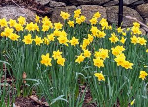 Some have already opened. I plant early, mid and late season blooming varieties so that sections of beautiful flowers can be seen throughout the season.