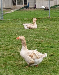 The Toulouse has a rounded breast, and often exhibits a wide keel. The abdomen is double-lobed and often brushes the ground, particularly in females during the early spring. All the geese have lots of plumage to keep them warm.