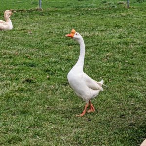These geese most likely descended from the swan goose in Asia, though over time developed different physical characteristics, such as longer necks and more compact bodies. The Chinese goose is a very hardy and low-maintenance breed. Because they can actively graze and forage for food, they are often nicknamed “weeder geese.”
