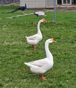 Here is my pair of Chinese geese. The Chinese goose is refined and curvaceous. Its bill is relatively long and slender, with a large, rounded, erect knob that attaches to its forehead. The Chinese goose holds its head high. Its head flows seamlessly into a long, slim, well-arched neck which meets the body at about a 45 degree angle. Its body is short, and has a prominent and well-rounded chest, smooth breast and no keel. Mature ganders average 12 pounds, while mature geese average 10 pounds.