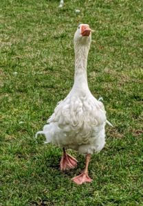 The Sebastopol is also referred to as a Danubian goose. The name ‘Danubian’ was first used for the breed in 1863 Ireland. This one was hatched right here at the farm.