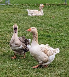 These geese are also good runners. Here, these two are traveling together to another area of the yard.