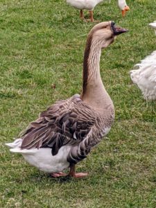 This is one of my pair of African geese – a breed that has a heavy body, thick neck, stout bill, and jaunty posture which gives the impression of strength and vitality. The African is a relative of the Chinese goose, both having descended from the wild swan goose native to Asia. The mature African goose has a large knob attached to its forehead, which requires several years to develop. A smooth, crescent-shaped dewlap hangs from its lower jaw and upper neck. Its body is nearly as wide as it is long.