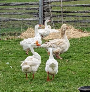 My gaggle of geese is fun, friendly, personable and protective. They can often be seen walking through the pen in one large group.