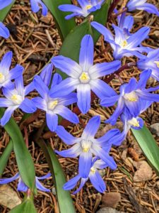 Chionodoxa, known as glory-of-the-snow, is a small genus of bulbous perennial flowering plants in the family Asparagaceae, subfamily Scilloideae. Formerly treated as the separate genus Chionodoxa, they are now included in Scilla as a section.