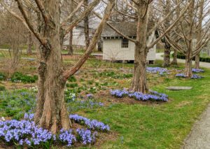 These hardy, carefree bulbs are excellent for naturalizing. These are planted in the tree pits of my bald cypress trees not far from my Basket House. Planted beneath trees or shrubs, or even right in the lawn, they will multiply readily and spread a ripple of early spring color through the landscape.