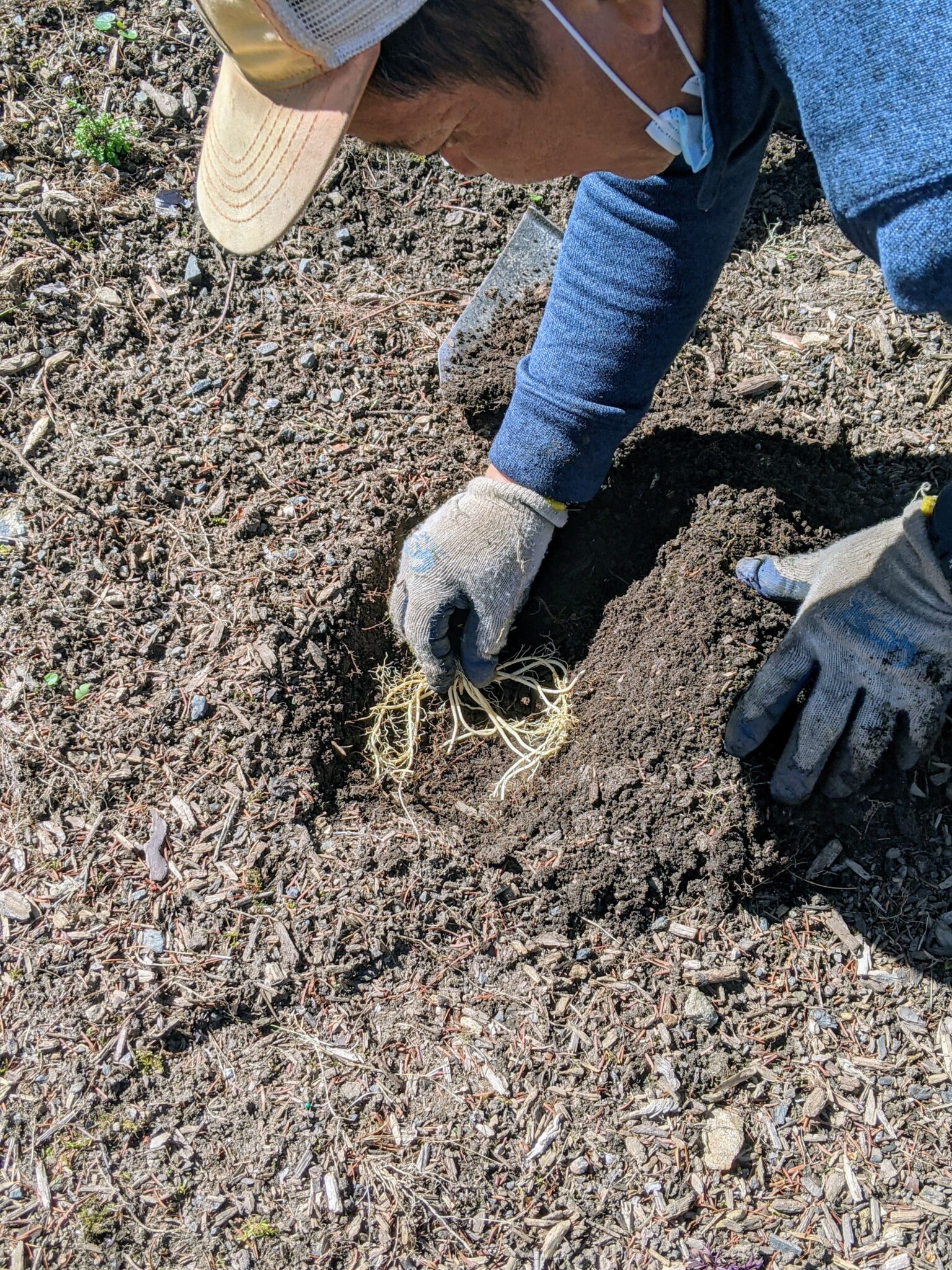 Planting Hostas Around the Farm - The Martha Stewart Blog