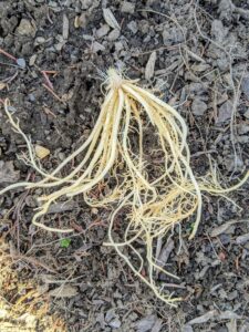 Here is one of the bare root hosta plants. Notice the crown at the top.