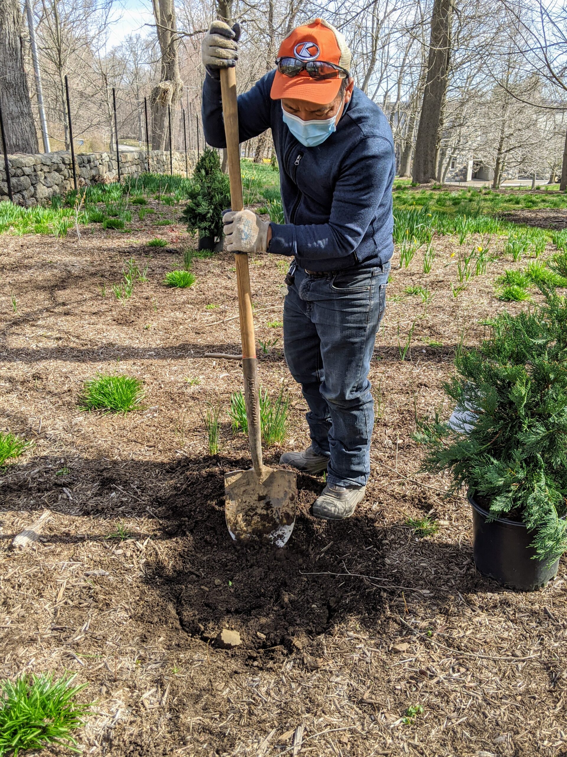 Planting Shrubs and Trees   The Martha Stewart Blog