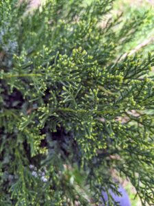 'Sea Green' is a compact, evergreen shrub with a fountain-like, arching habit. It grows grows four to six feet high and up to eight feed wide. This shrub features dark green foliage which is attractive year-round.