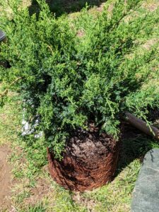 Once this juniper 'Sea Green' is placed into the hole, it is turned, so the best side faces the carriage road, and then backfilled. After putting a new shrub into the ground, be sure to keep it slightly moist for its first year as it takes root.
