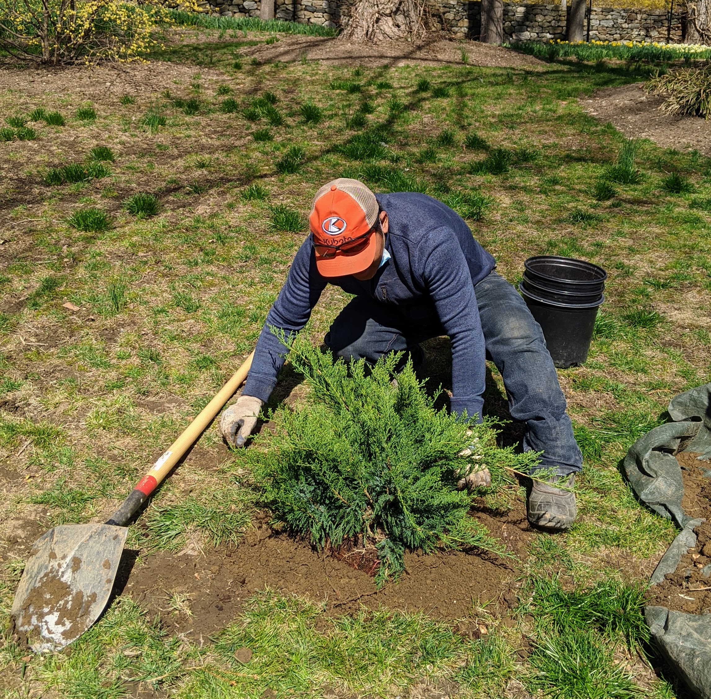 Planting Shrubs and Trees   The Martha Stewart Blog