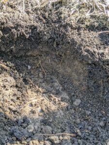 Look closely, the soil in this area is excellent - one can see the layer of good, nutrient-filled compost and then the layer of rich, dark soil.