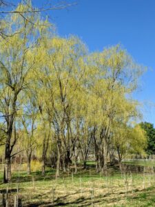 Across the carriage road is a stand of weeping willows with their sweeping, low branches and falling canopy. These trees have such a stunning and dramatic appearance.