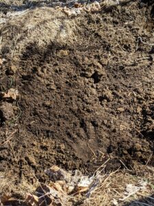 And here is the hole backfilled with an inch of soil over the plant.