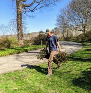Brian carries two more azaleas to their planting locations. It's also important to keep azaleas where they can be protected from midday and winter sun to prevent leaves from drying out and burning.