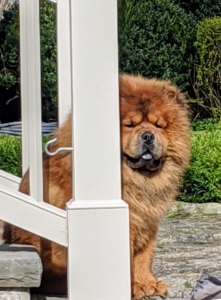 And here's my handsome big boy, Emperor Han, enjoying the fresh spring air from the steps of my Winter House. Chow Chows are excellent guard dogs. You can often find mine at the foot of my glass kitchen doors or on these steps watching all the goings-on at the farm.