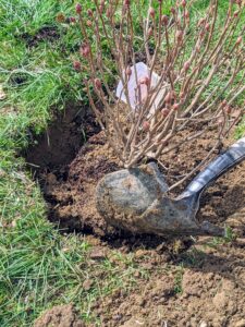 Here, Brian backfills the hole. Azaleas have short root systems, so they can easily be transplanted in early spring or early fall.