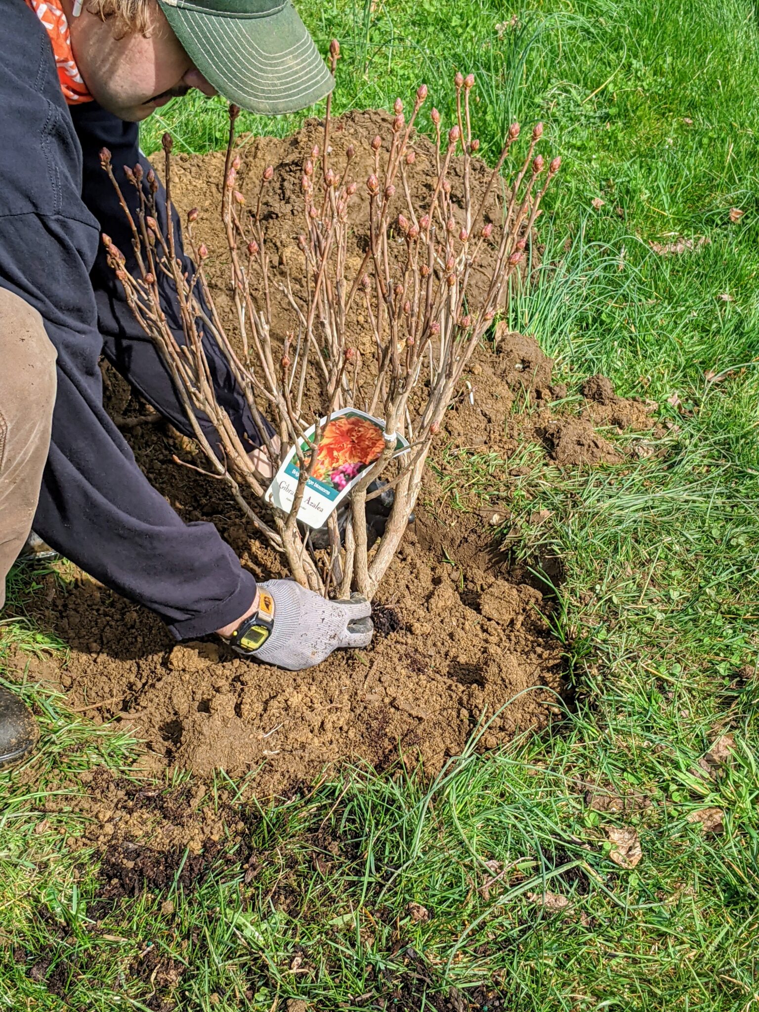 Planting Azaleas - The Martha Stewart Blog