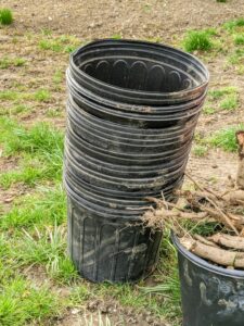 We always save the original pots - these pots are very useful for planting other specimens, such as bare-root cuttings.