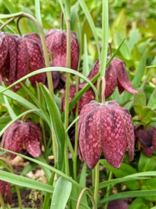 Commonly known as The Guinea Hen Flower, The Checkered Lily or The Snake’s Head Fritillary, Fritillaria meleagris is an heirloom species dating back to 1575. It has pendant, bell-shaped, checkered and veined flowers that are either maroon or ivory-white with grass-like foliage intermittently spaced on its slender stems. I have many in my gardens.