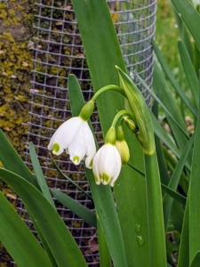 These are Snowflakes - not to be confused with Snowdrops. The Snowflake is a much taller growing bulb which normally has more than one flower per stem. Snowflake petals are even, each with a green spots on the end, whereas Snowdrops have helicopter-like propellers that are green only on the inner petals.
