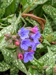 Named for the organ that most resembles the foliage, pulmonaria is also known as lungwort. Despite the name, pulmonaria is a wonderful flowering woodland shade plant. Pulmonaria leaves are deer-resistant and range from solid green to nearly pure silver with or without spots. These plants prefer light shade and a moist but well-drained site, where they establish quickly and make a superb spring show.