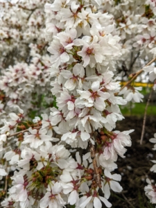 Here’s a closer look at the flowers. When in bloom, weeping cherry flowers attract many butterflies and hummingbirds.