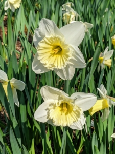 Narcissus 'Ice Follies' are large-cupped daffodils that rise to about 16-18-inches tall in spring. Each flower features white petals and a ruffled yellow cup that matures to a creamy white.