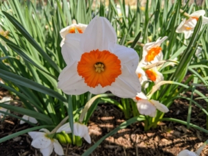 The flowers are generally white or yellow with either uniform or contrasting colored tepals and corona. Narcissus 'Professor Einstein' has long been a popular daffodil. It is an easy grower and is sweetly scented. It has a substantial pure white perianth and a broad, disk shaped reddish orange crown.