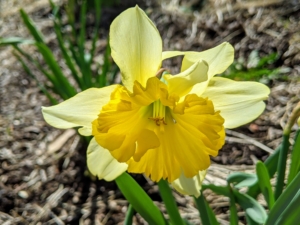 This daffodil has soft yellow petals and a yellow cup.