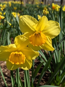 We're expecting showers all day today. Normal rainfall will typically take care of any watering requirements during the spring flowering season. The most important care tip is to provide daffodils with rich, well-drained soil.
