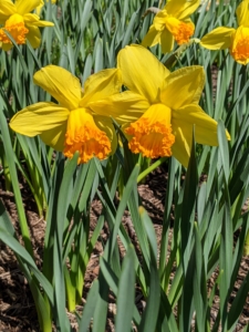 Daffodil plants prefer a neutral to slightly acidic soil. And be sure they are planted where there is room for them to spread, but not where the soil is water-logged.