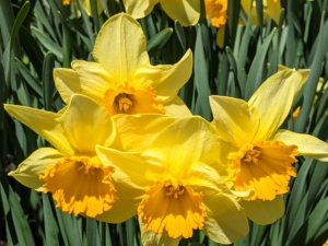 When choosing where to plant daffodils, select an area that gets at least half a day of sun. Hillsides, and raised beds do nicely.