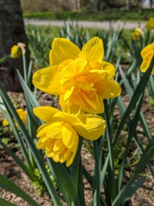 There are more daffodil varieties in the tree pits across the carriage road from my long border. These have double yellow blooms.