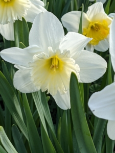 In general, daffodils are easy to care for plants. Diseases common to daffodils include basal rot, various viruses and fungi.